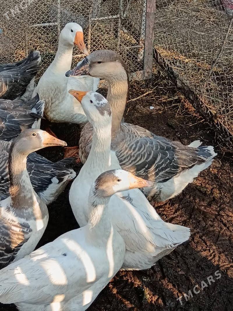 Gus, Martini gus bar. - Багир - img 5