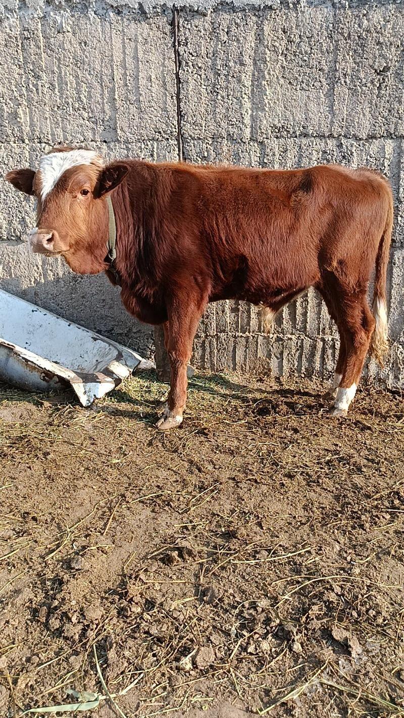 okuz ler - Büzmeýin - img 5