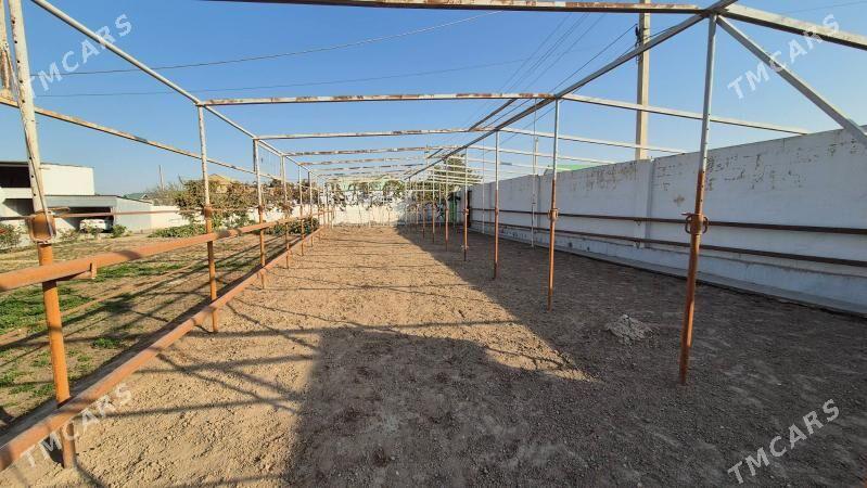 Teplica Parnik - Büzmeýin - img 4