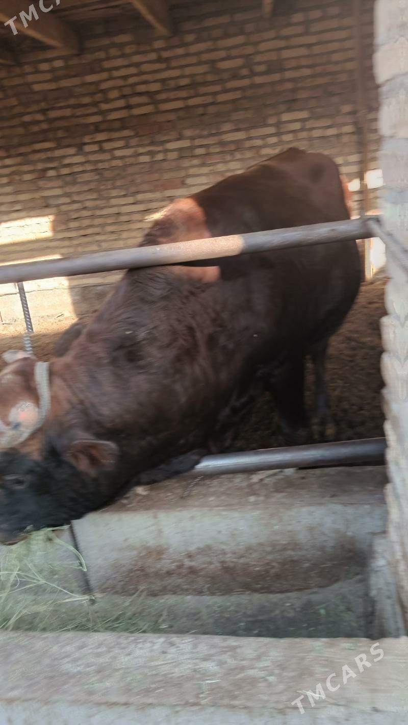 Ökuz - Чарджоу - img 2