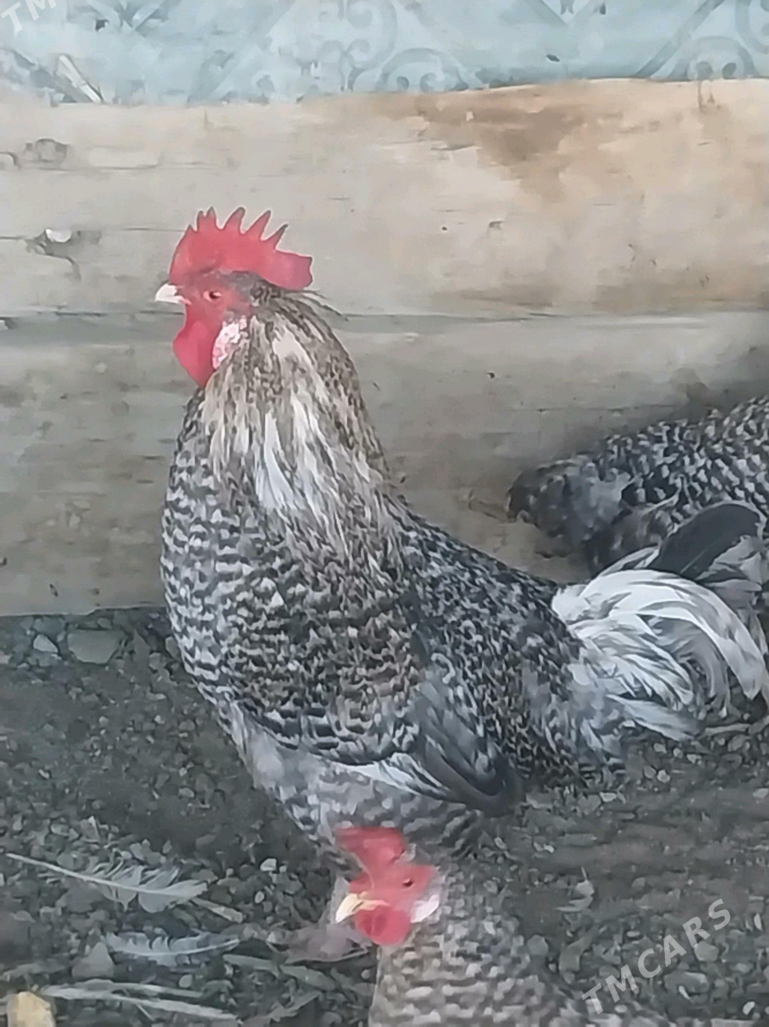 Towuk - Берекет - img 4