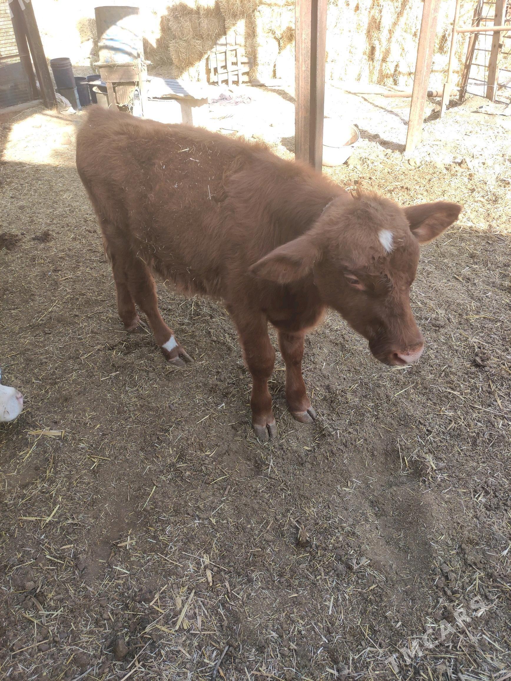 лимузин окузче - Фарап - img 3