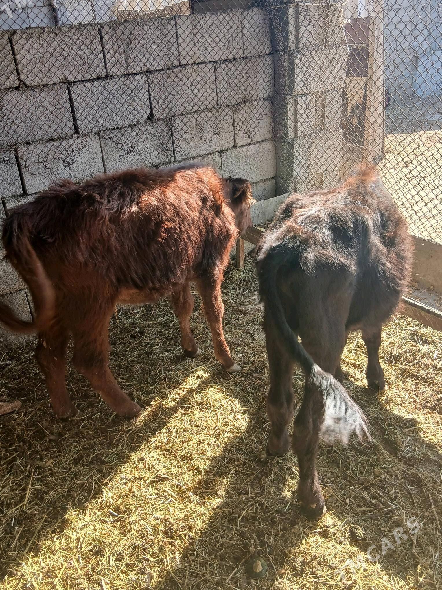 öküzce tüwe - Ýaşlyk - img 3