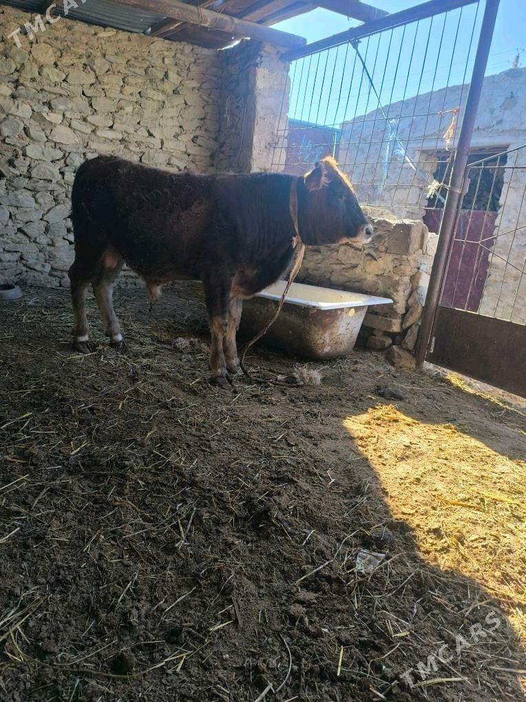 okiz - Bereket - img 2