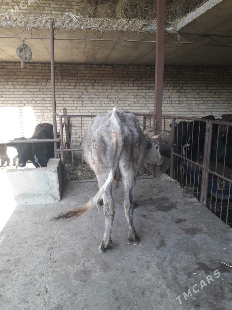 okuz - Чарджоу - img 2