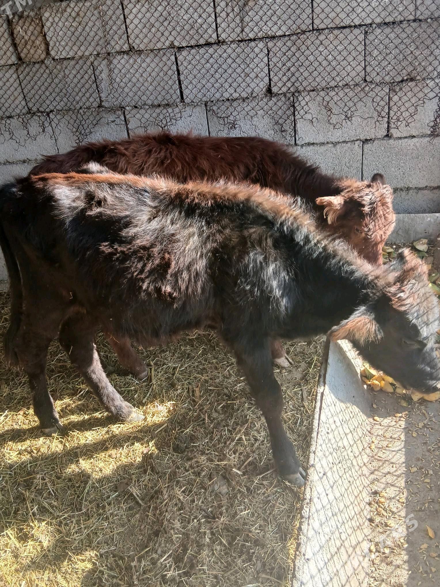 öküzce tüwe - Ýaşlyk - img 4