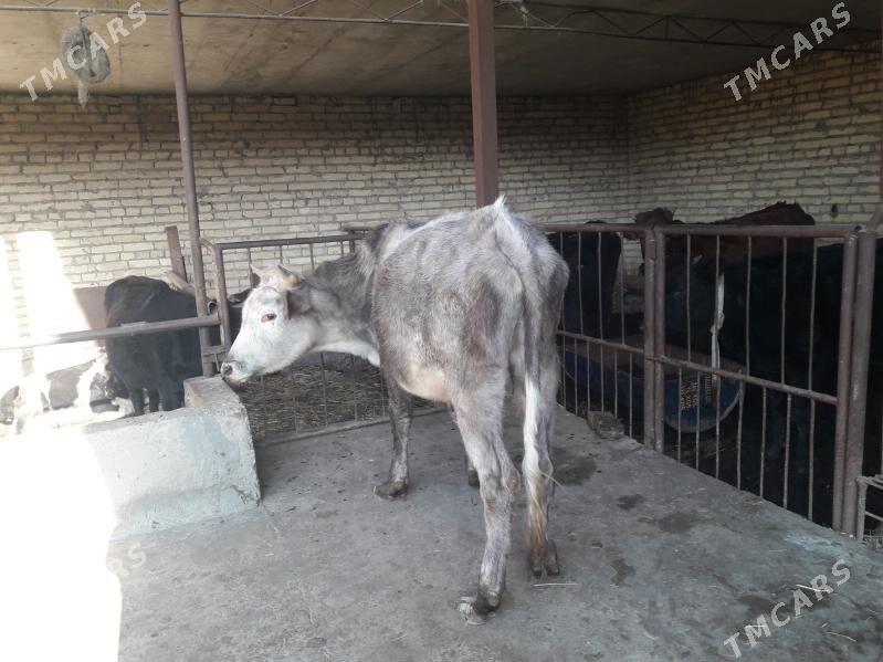 okuz - Чарджоу - img 3