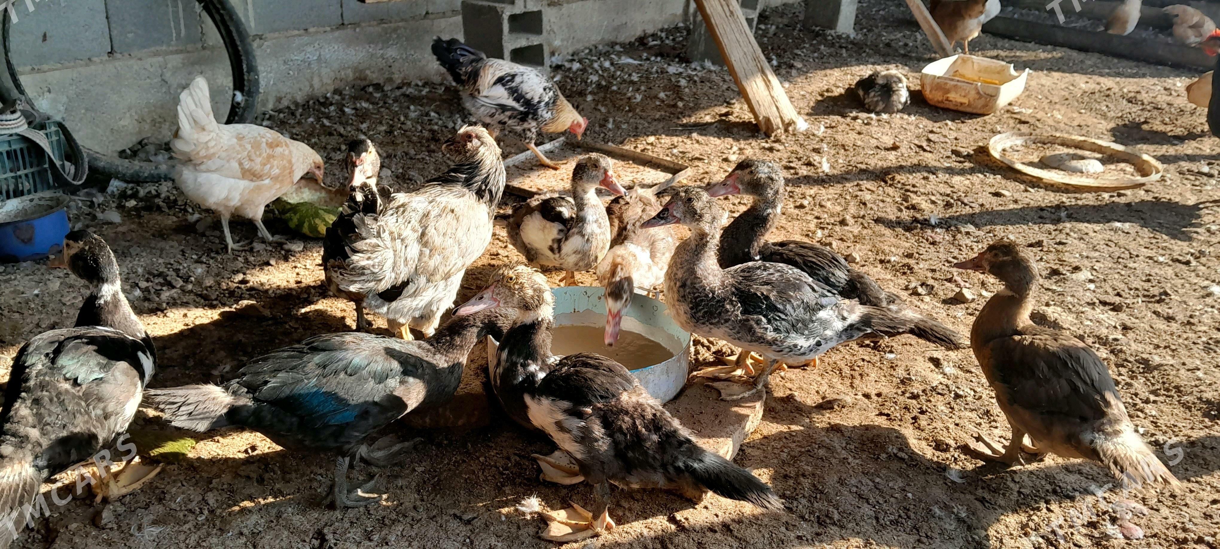 ordek indautga - Гызыларбат - img 3