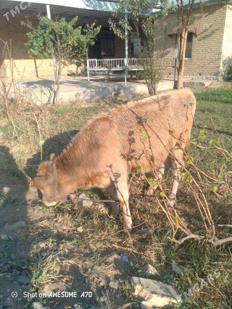 gulajyn - Mary - img 4