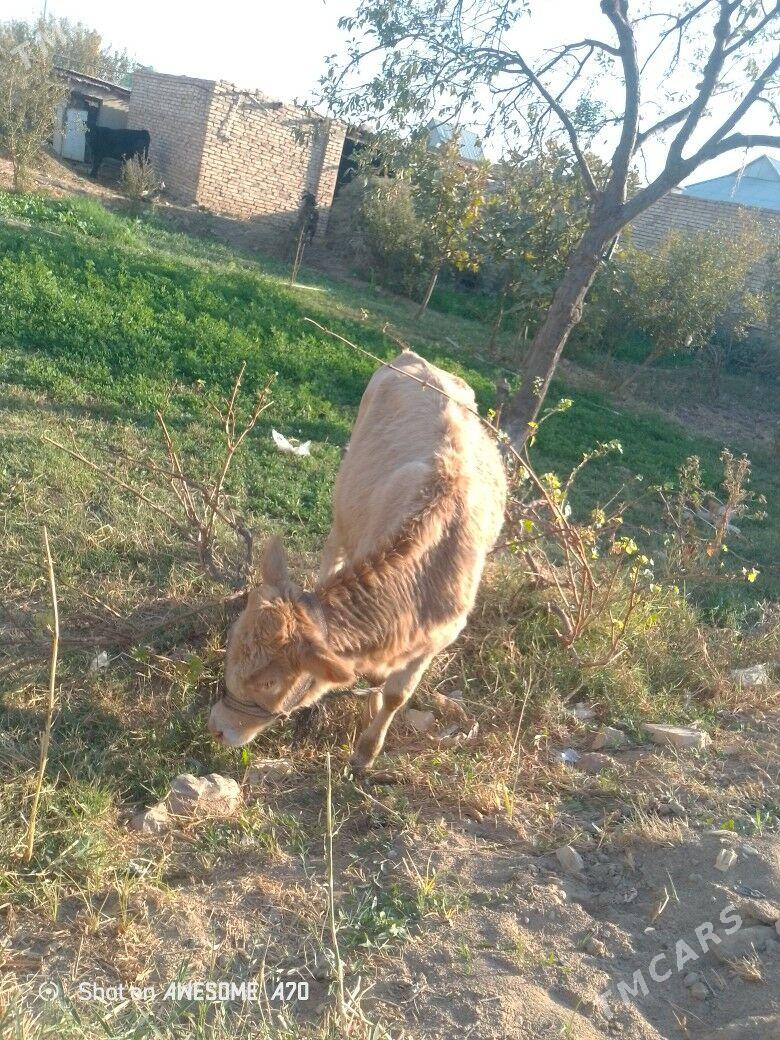 gulajyn - Mary - img 3