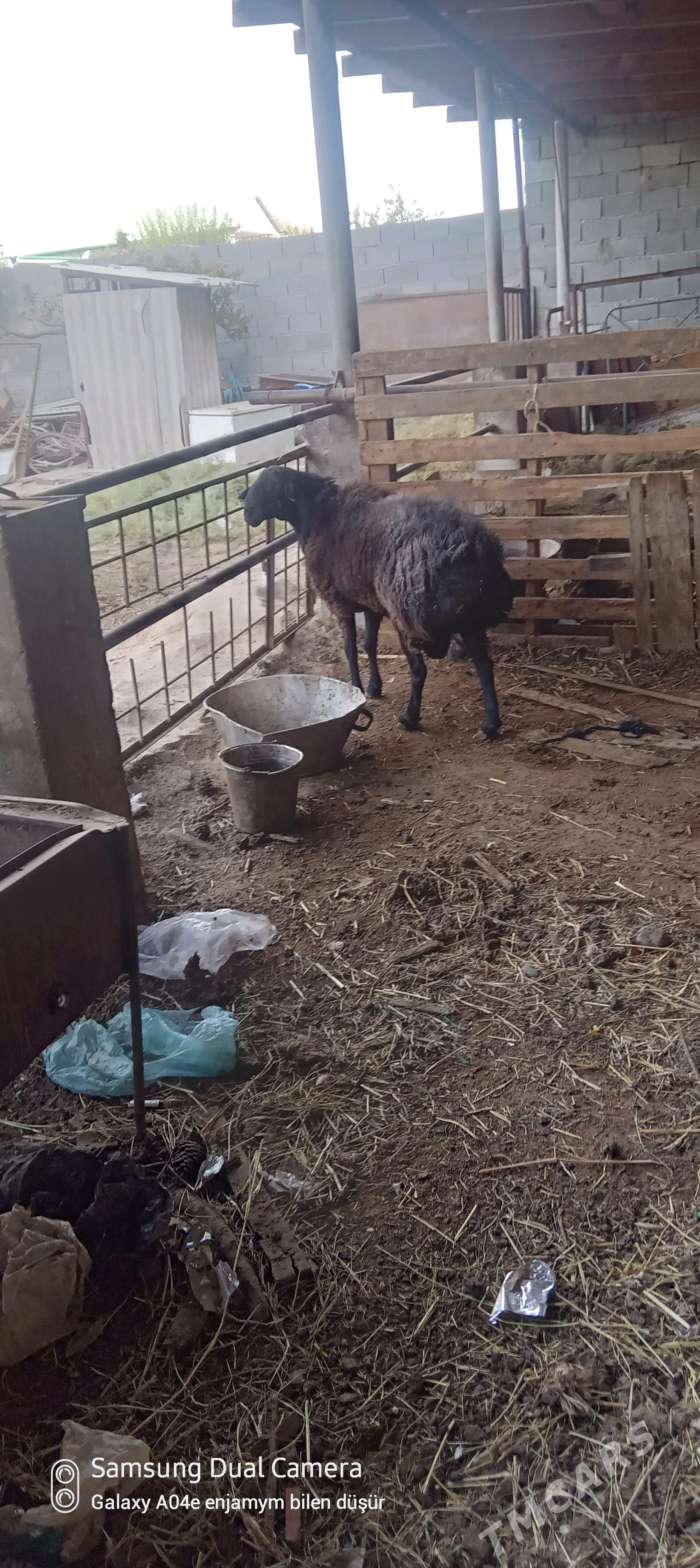 gisary goc - Ашхабад - img 1