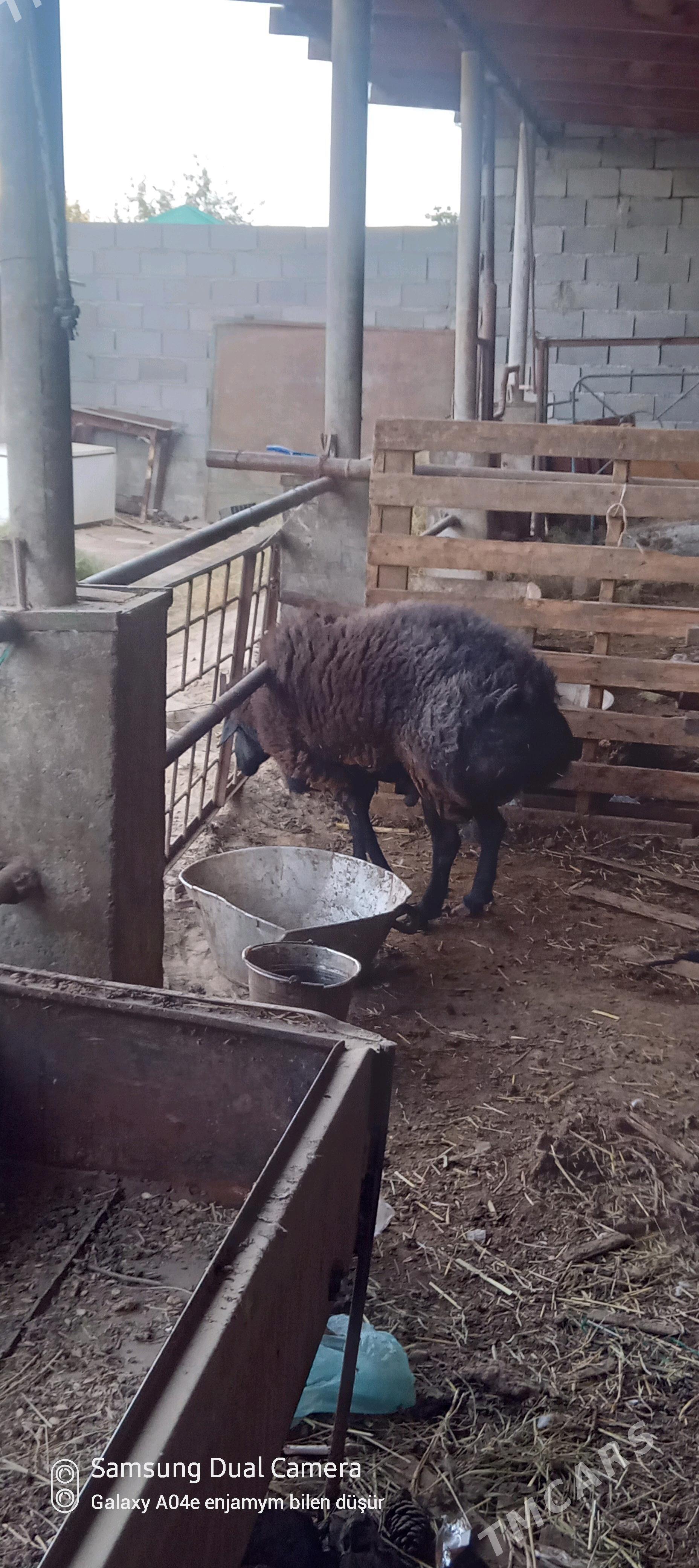 gisary goc - Ашхабад - img 2