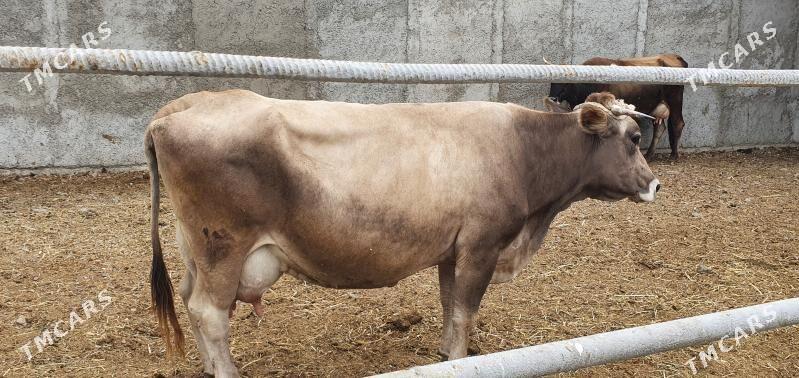 goleli sygyrlar - Mary - img 2