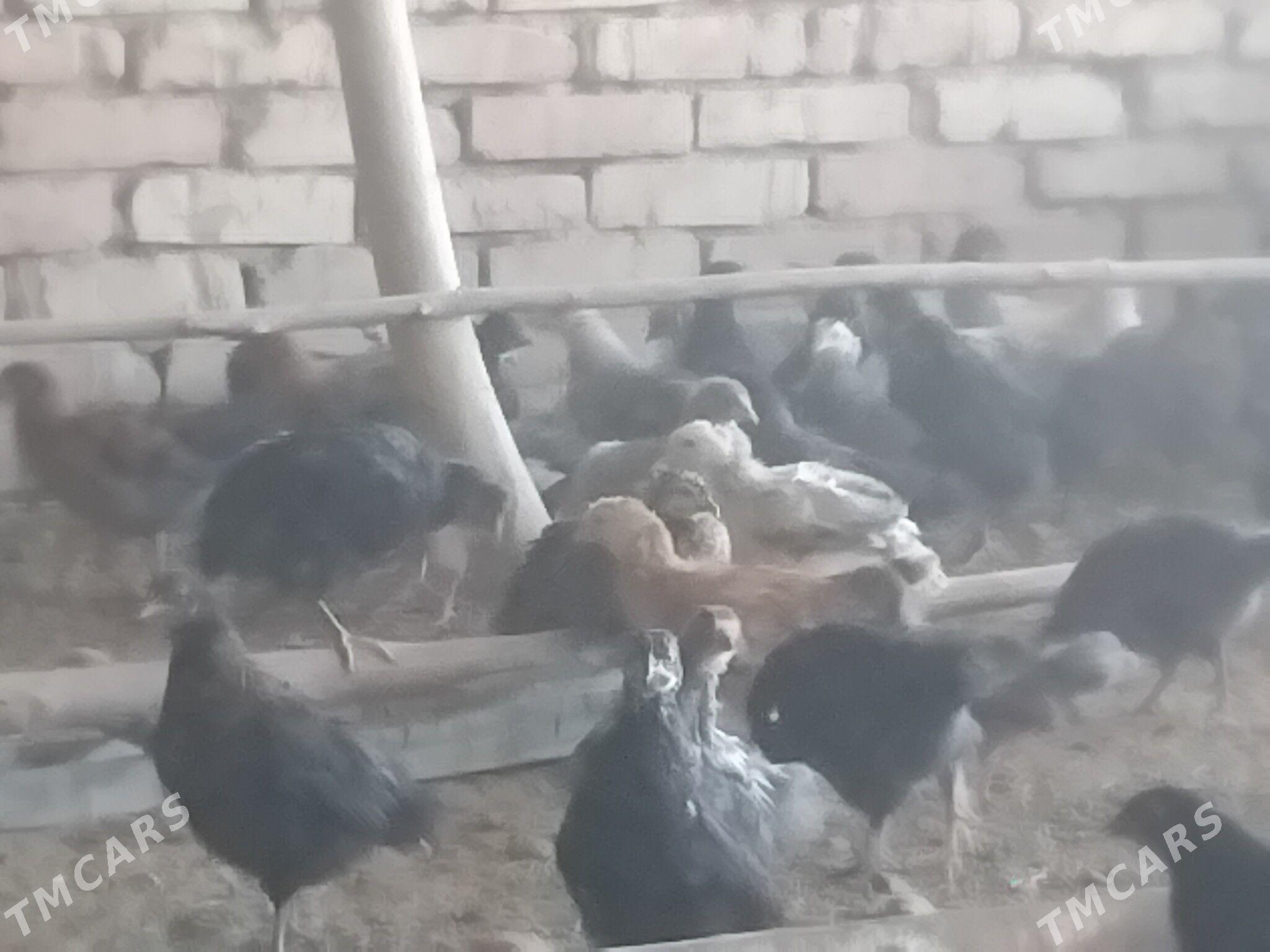 towuk jüje - Сакарчага - img 2