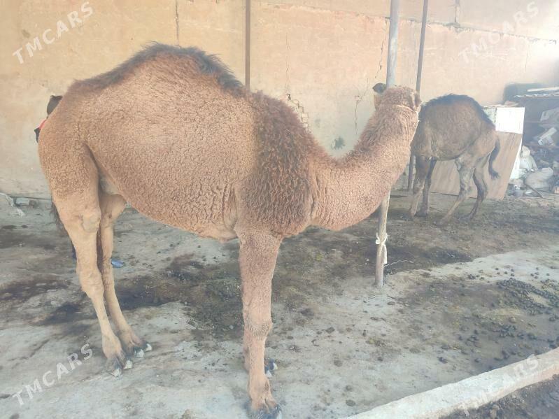 düýe owşuk - Теджен - img 2