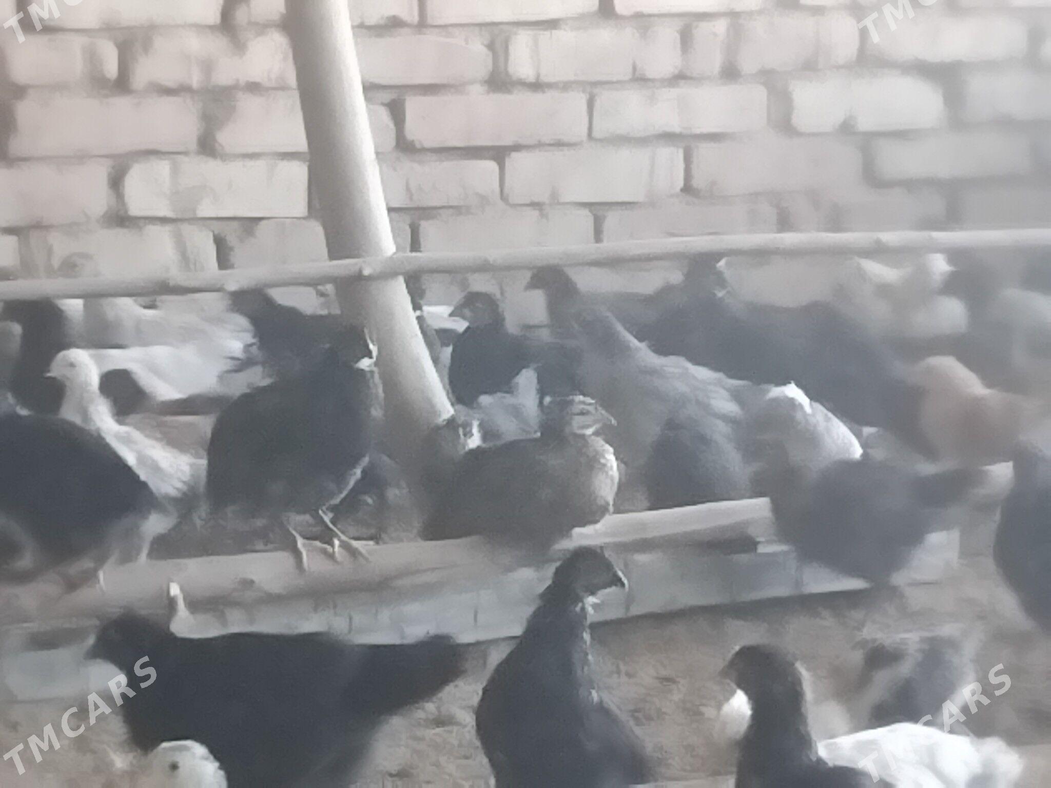 towuk jüje - Сакарчага - img 4