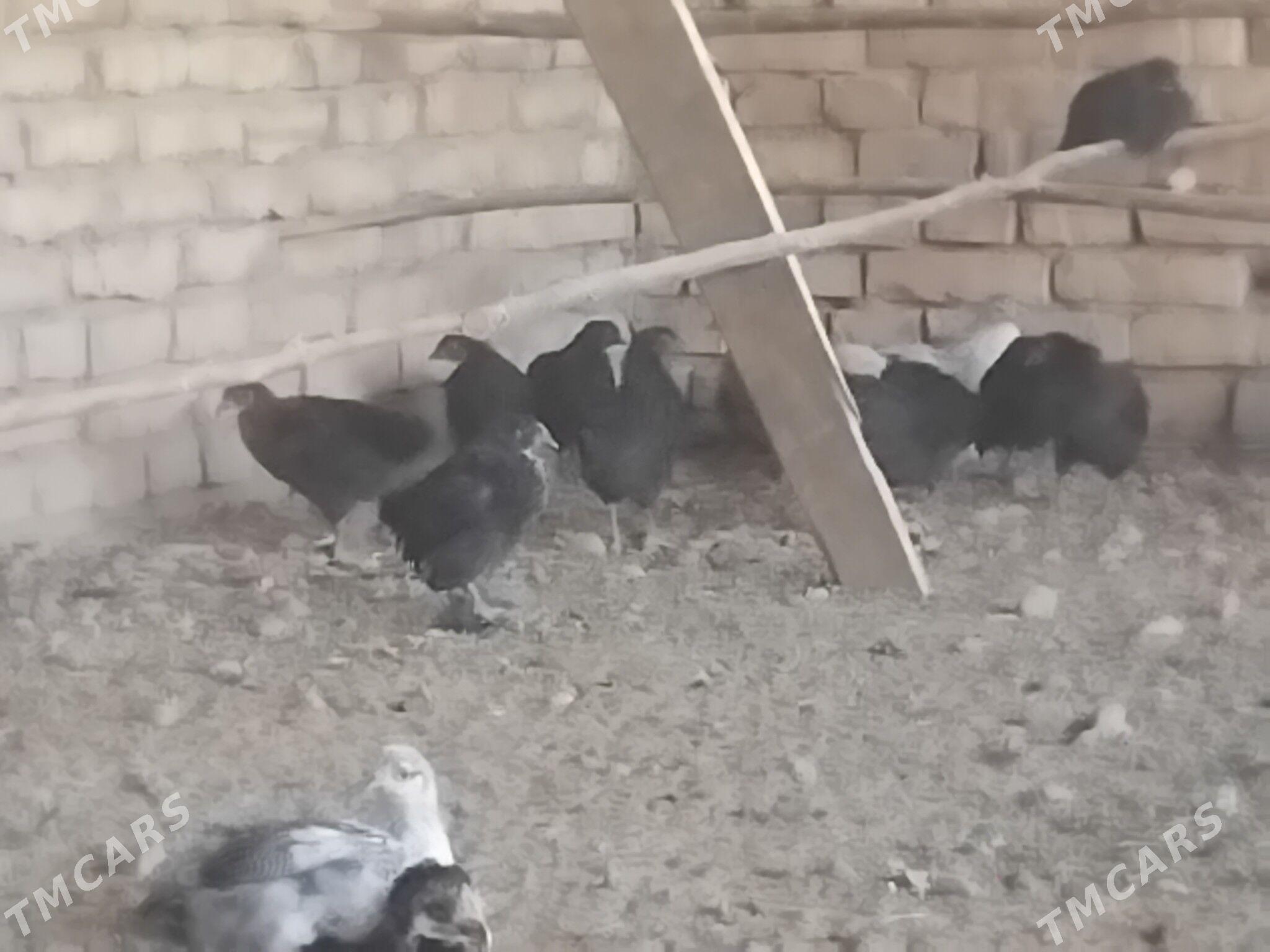 towuk jüje - Сакарчага - img 3