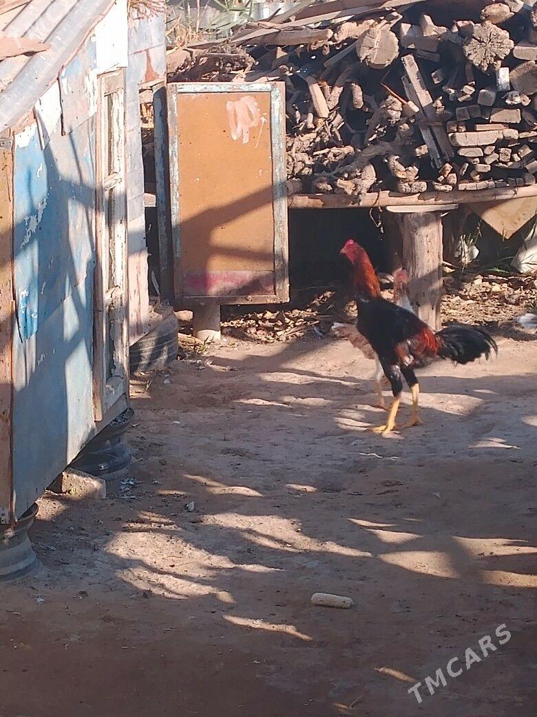 baysok - Мургап - img 5