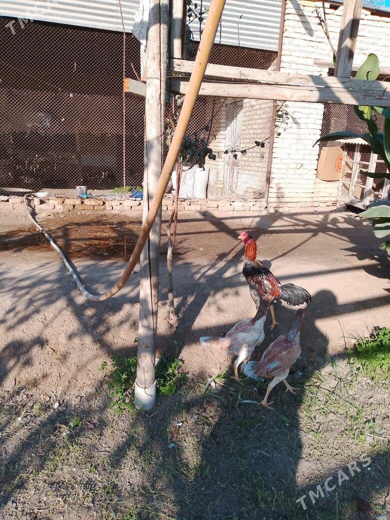 baysok - Мургап - img 2