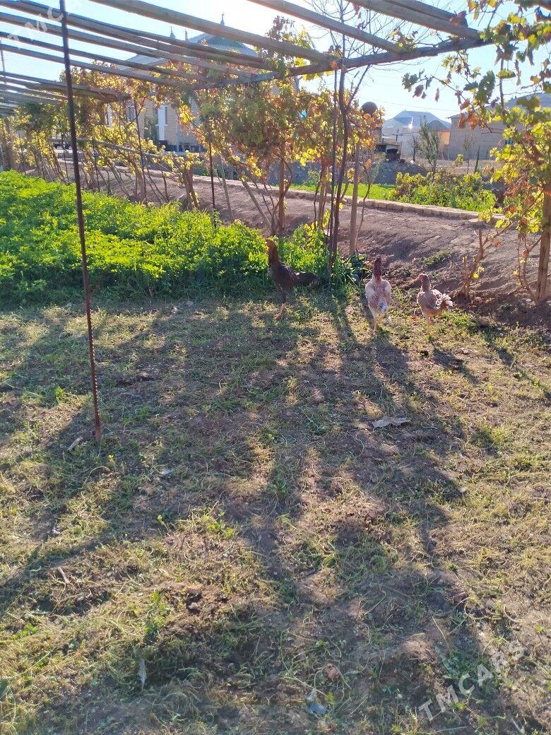 baysok - Мургап - img 4