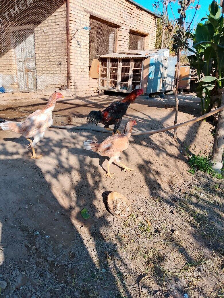 baysok - Мургап - img 3