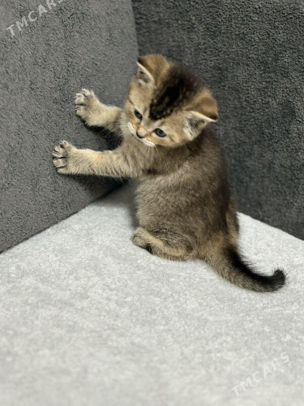 шотландская вислоухая - Aşgabat - img 2