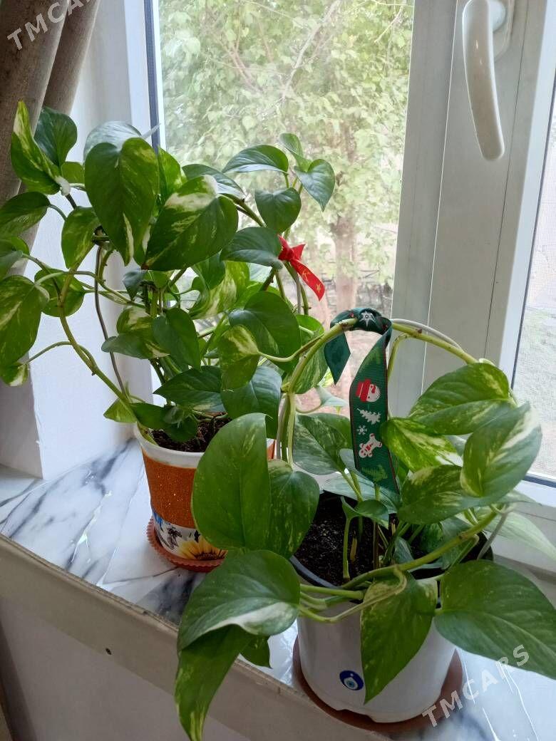 ДОМАШНИЕ РАСТЕНИЯ - Kim raýon - img 1