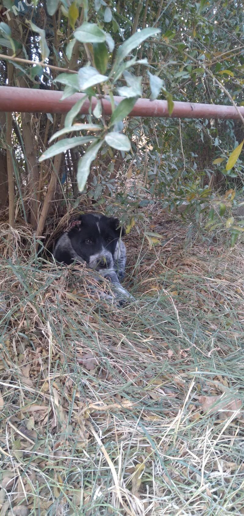 Alabama köpekler - Гёкдепе - img 3