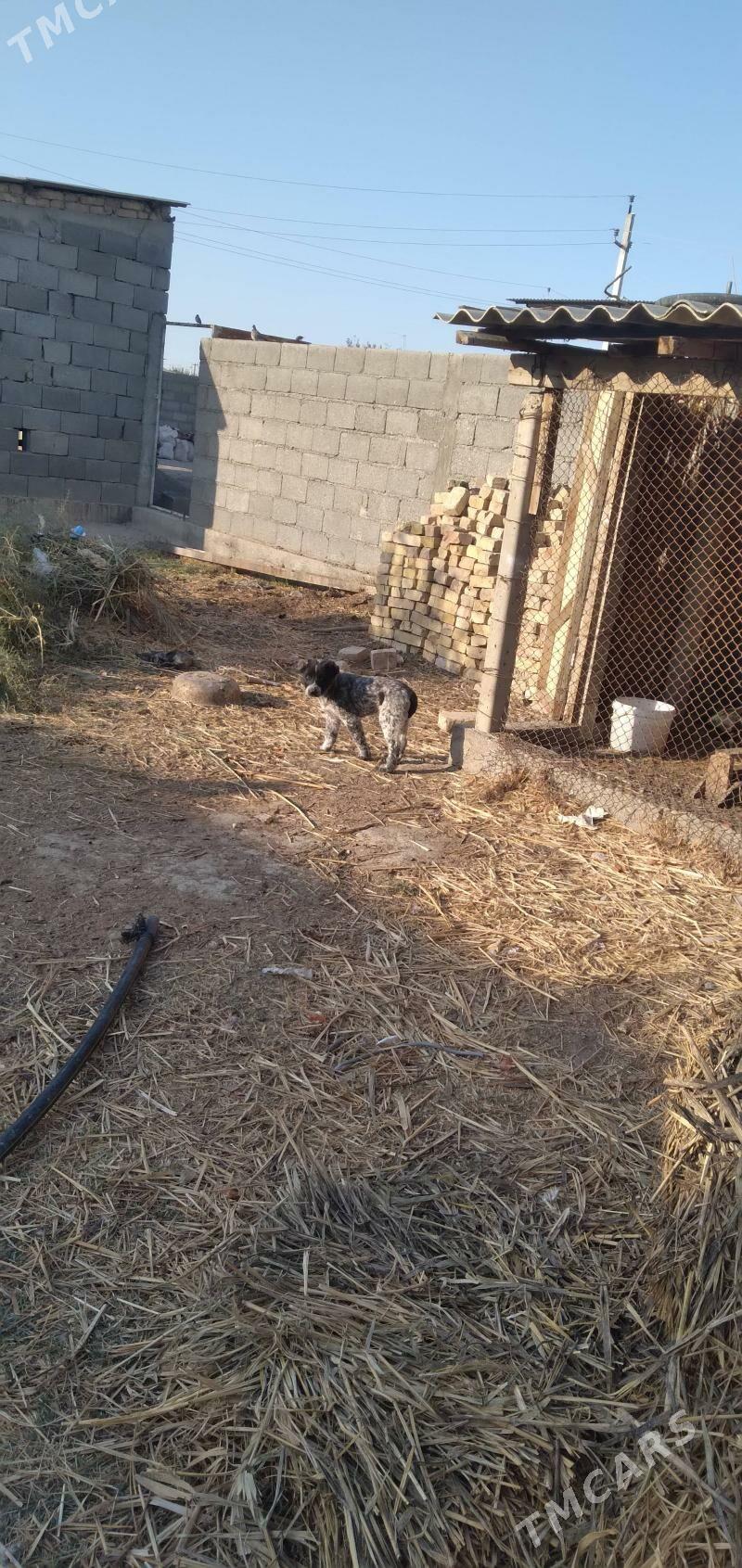 Alabama köpekler - Гёкдепе - img 2