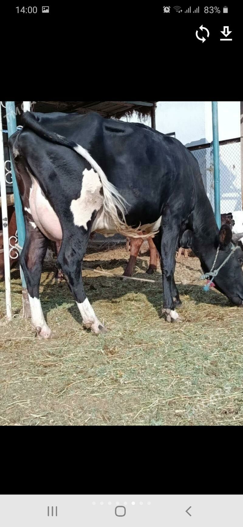 Sygyr goleli - Херрикгала - img 4