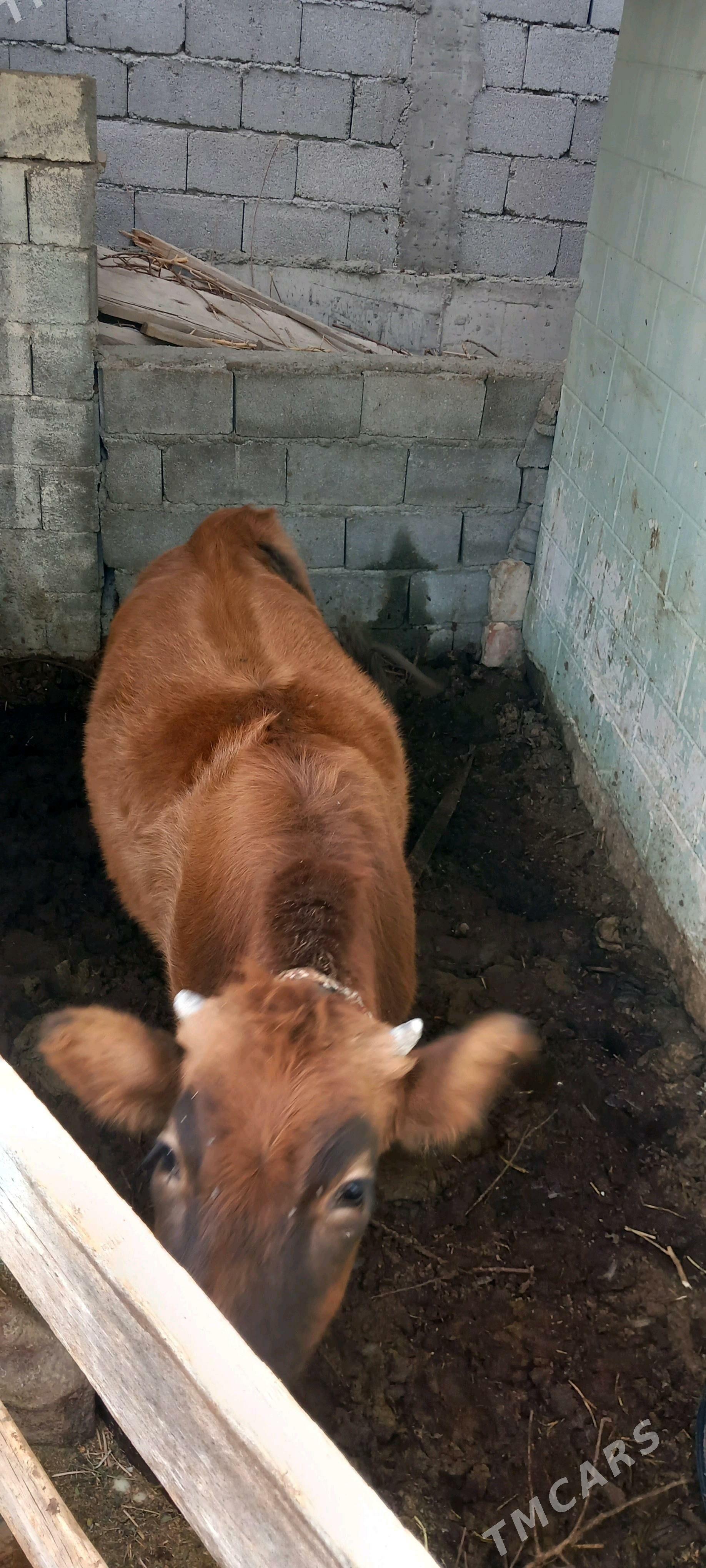 Tuwe - Бузмеин - img 2