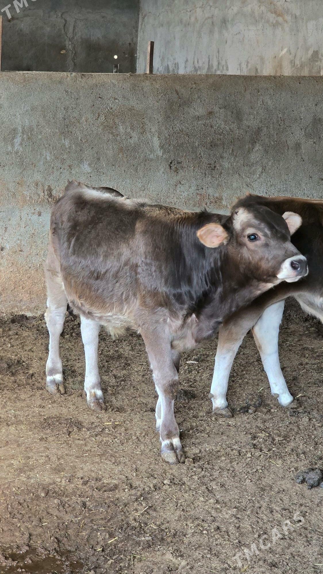 okuz - Багир - img 1