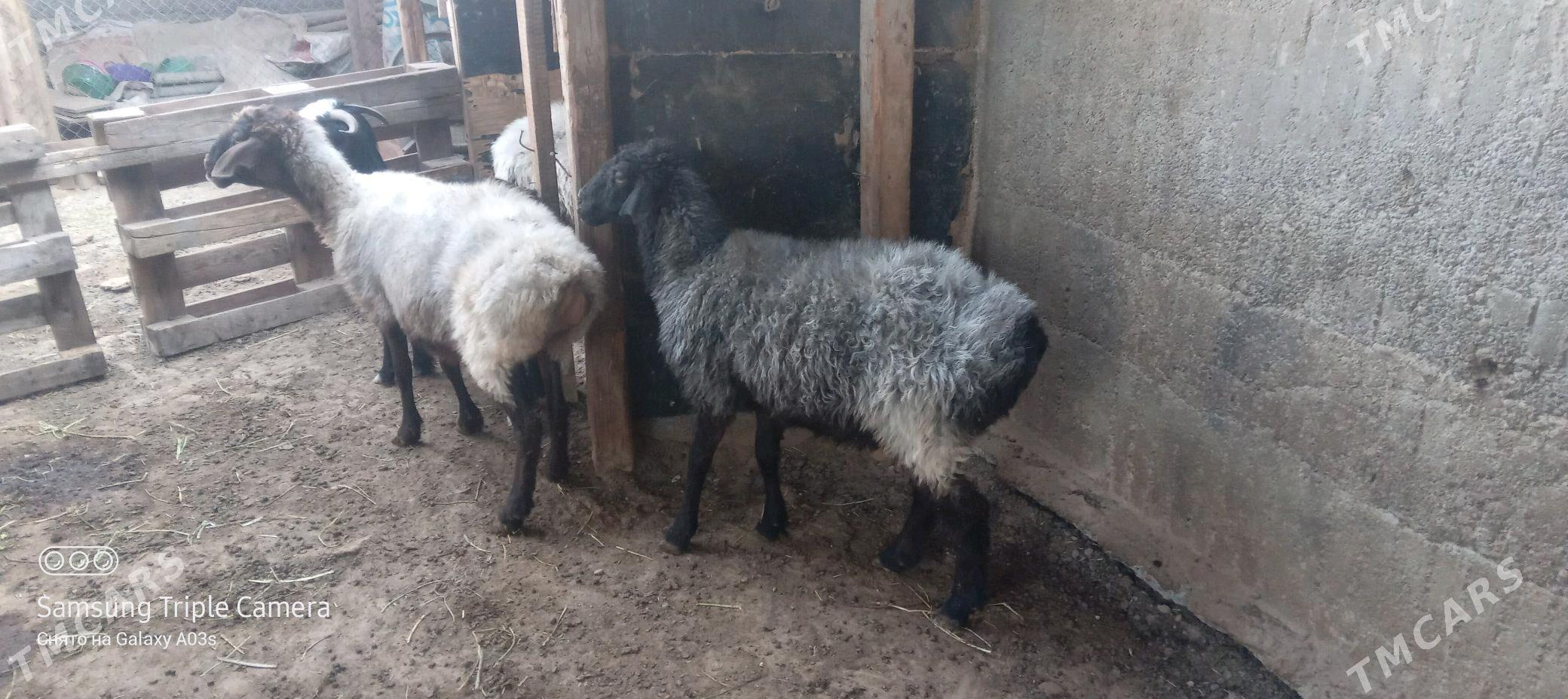 ene goyun - Aşgabat - img 6