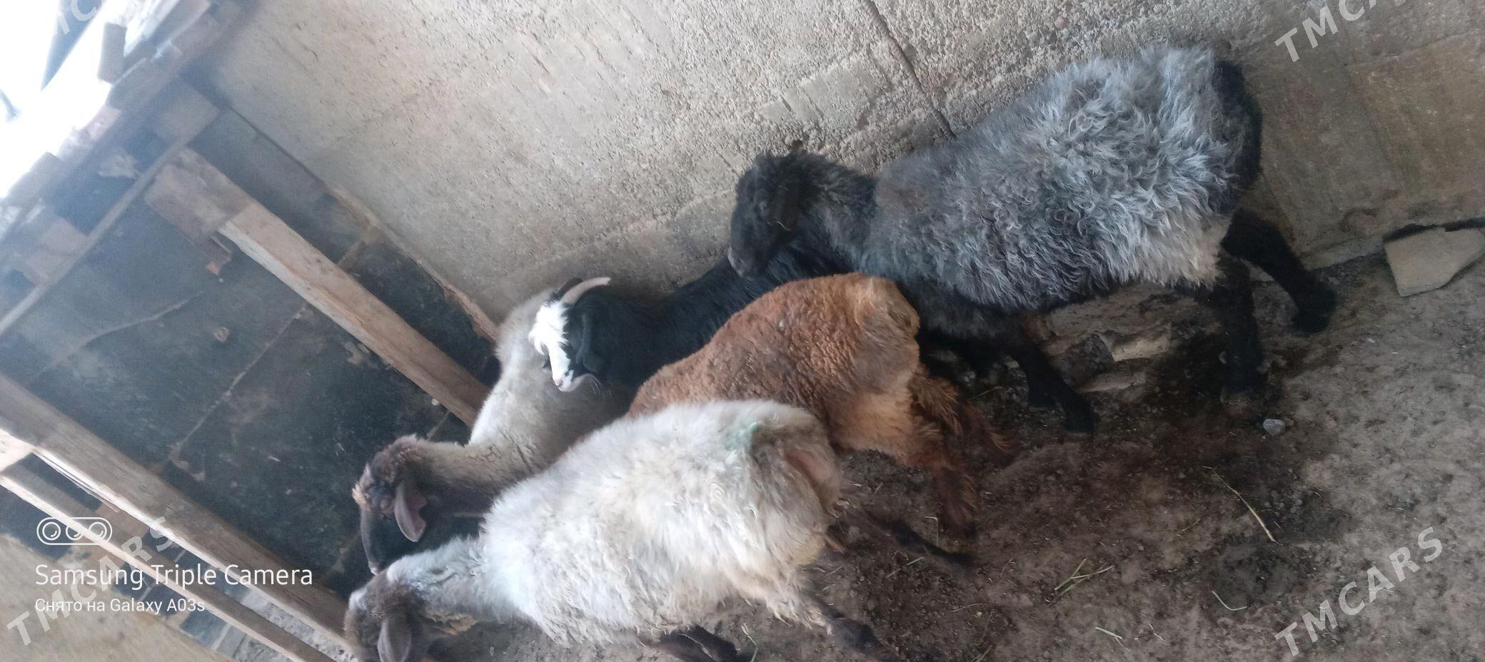 ene goyun - Aşgabat - img 4