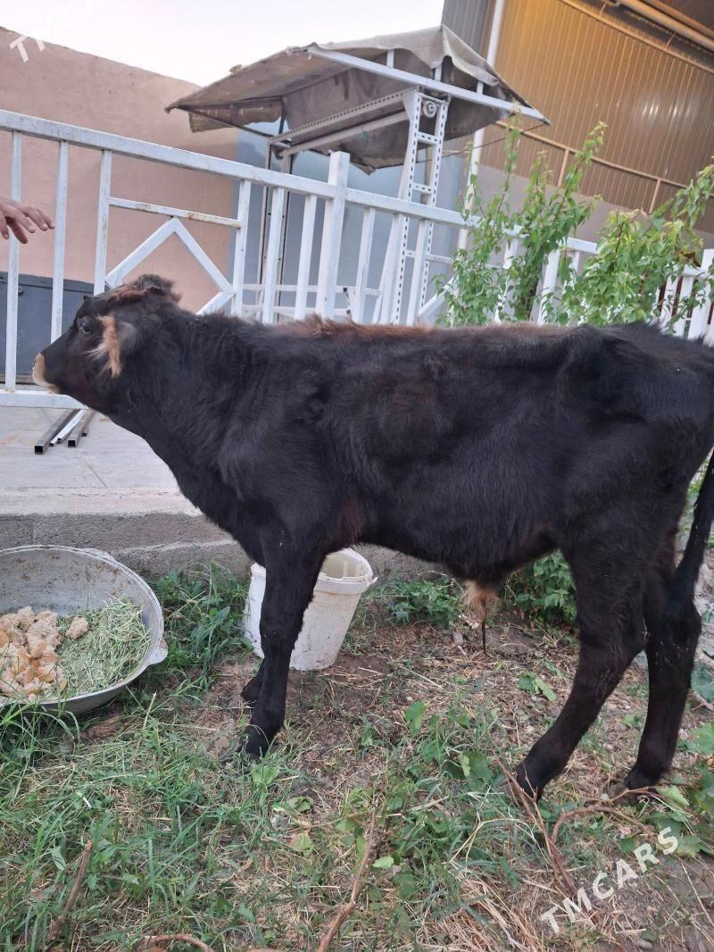 şyws õkizje - Бузмеин - img 3