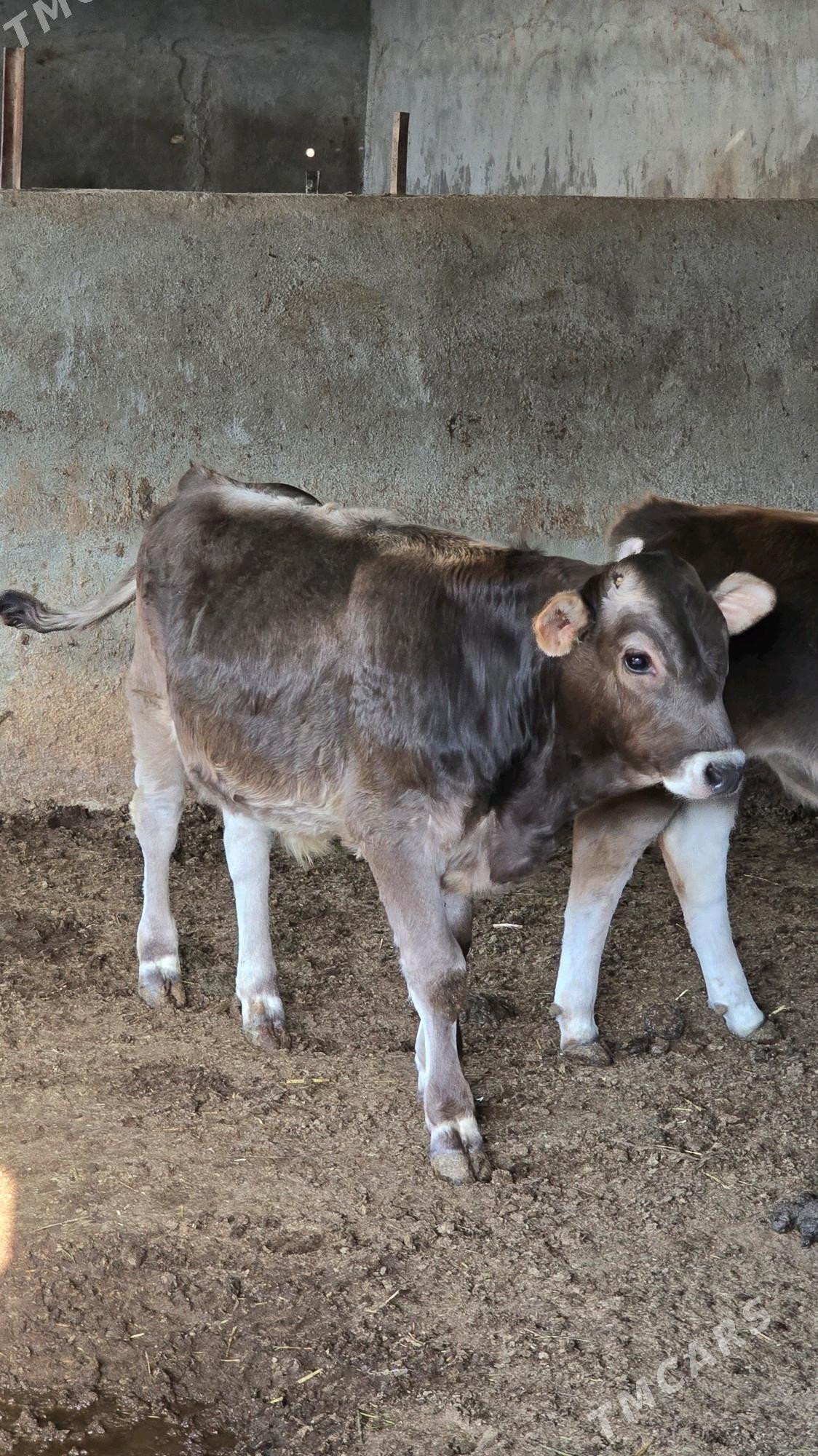 okuz - Багир - img 2