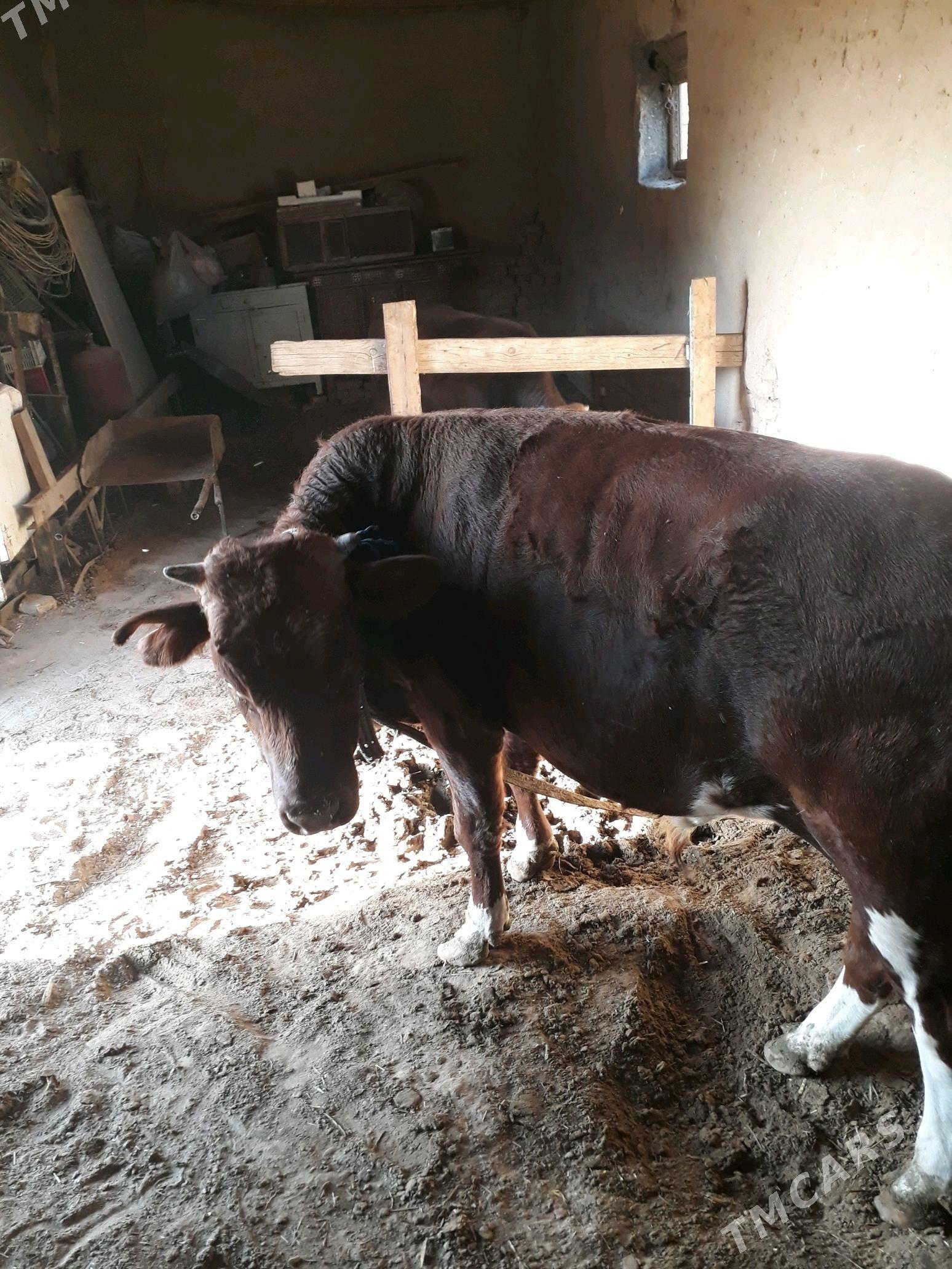 ÕKÛZ - Mary - img 5