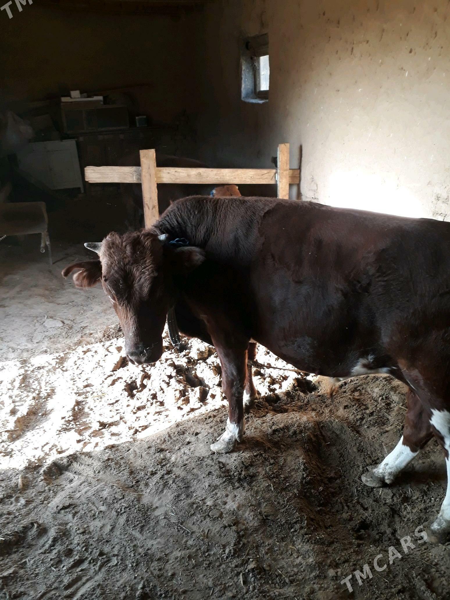 ÕKÛZ - Mary - img 3