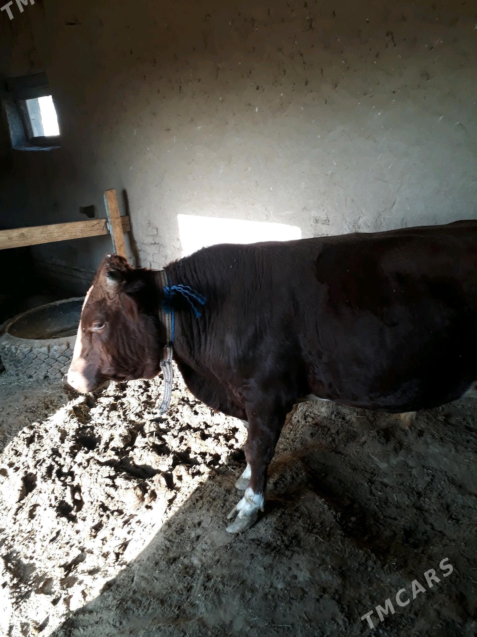 ÕKÛZ - Mary - img 4