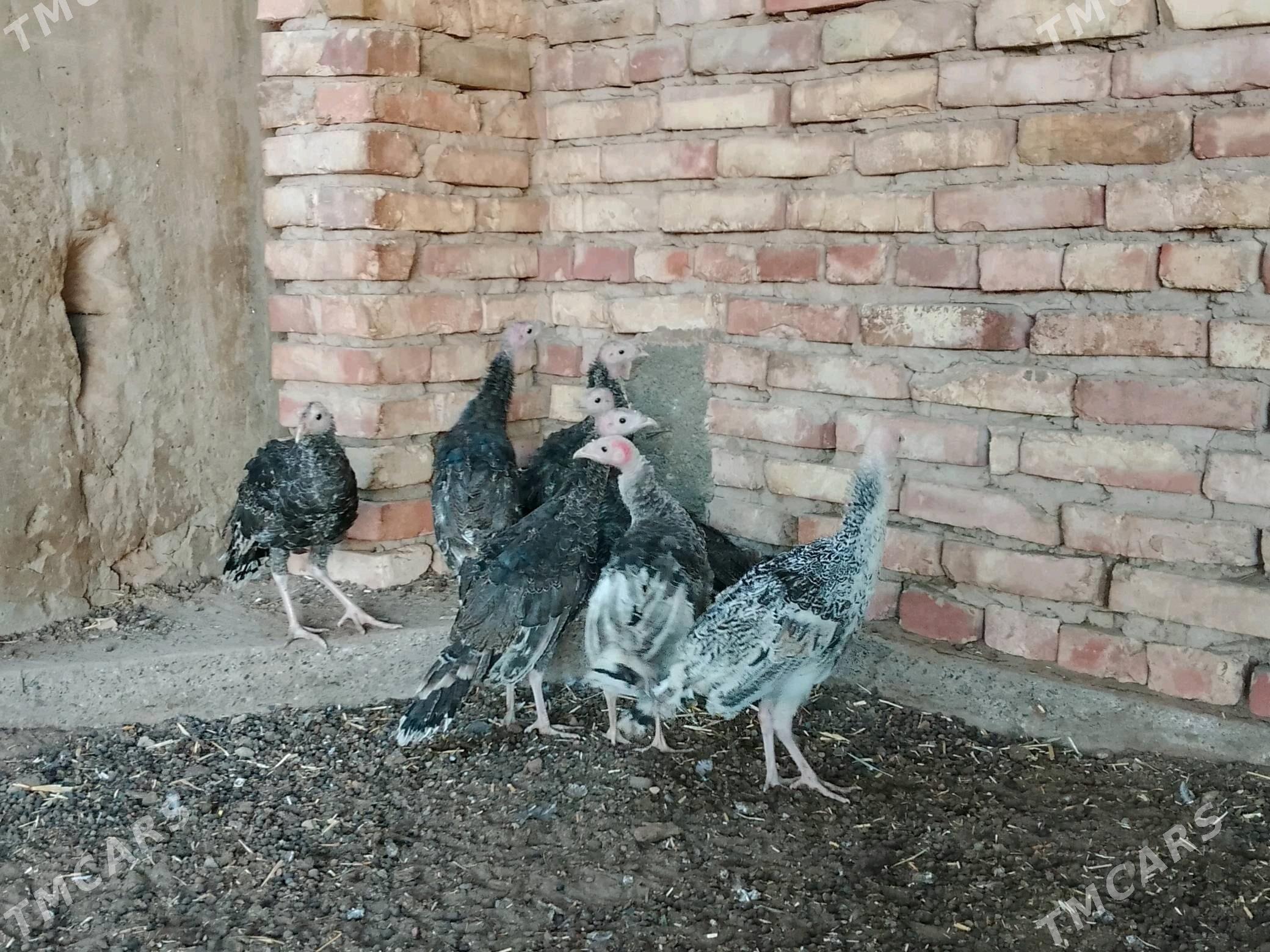 induk - Теджен - img 2