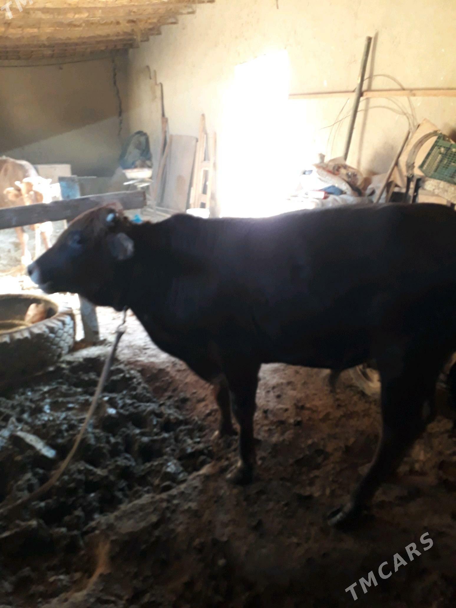 ÕKÛZ - Mary - img 9