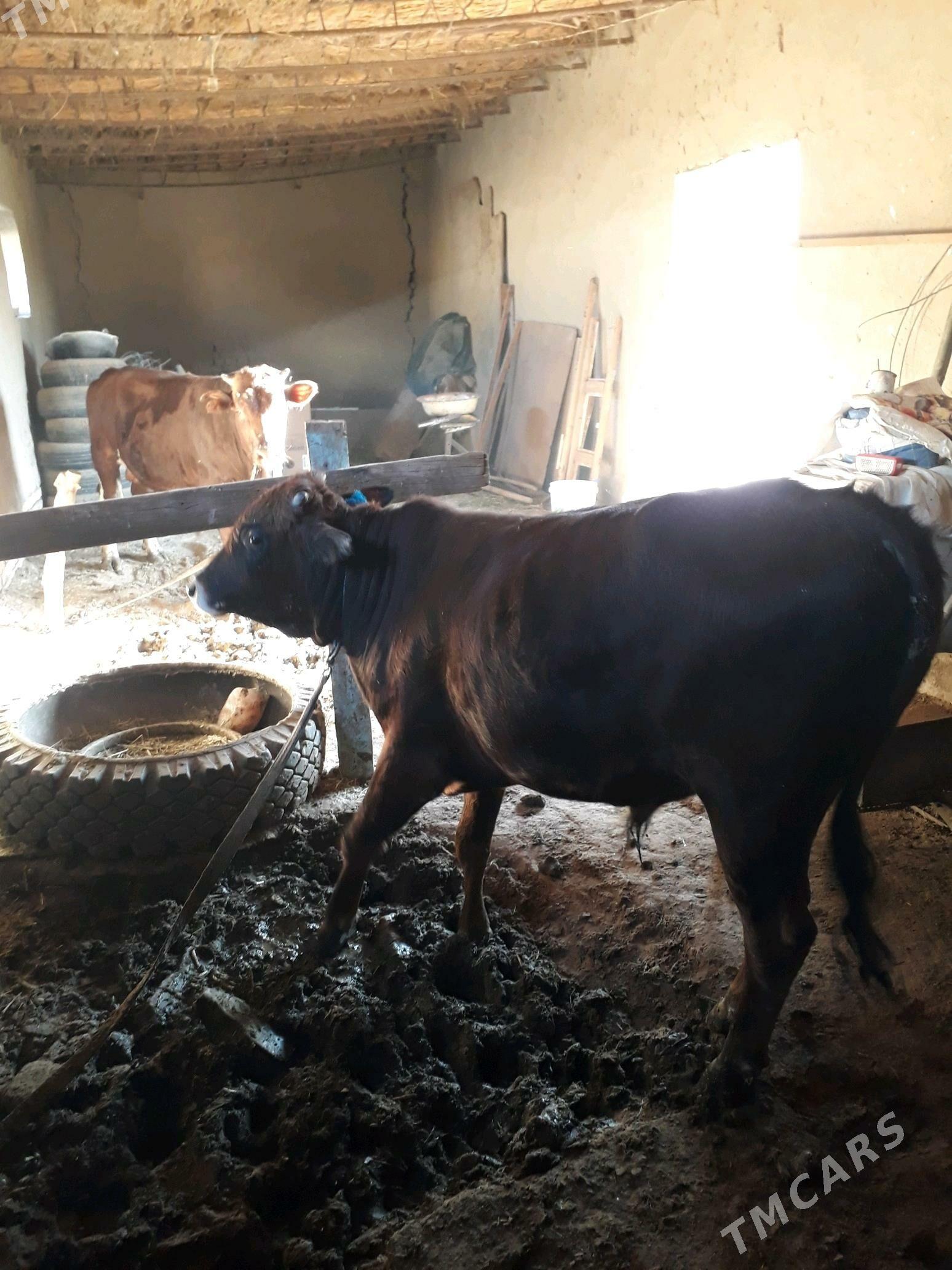 ÕKÛZ - Mary - img 6