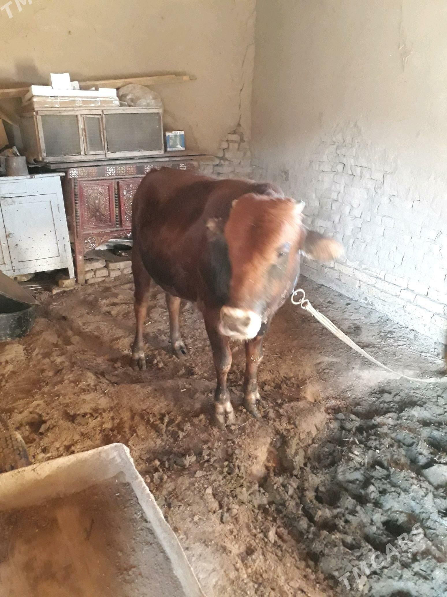 ÕKÛZ - Mary - img 7