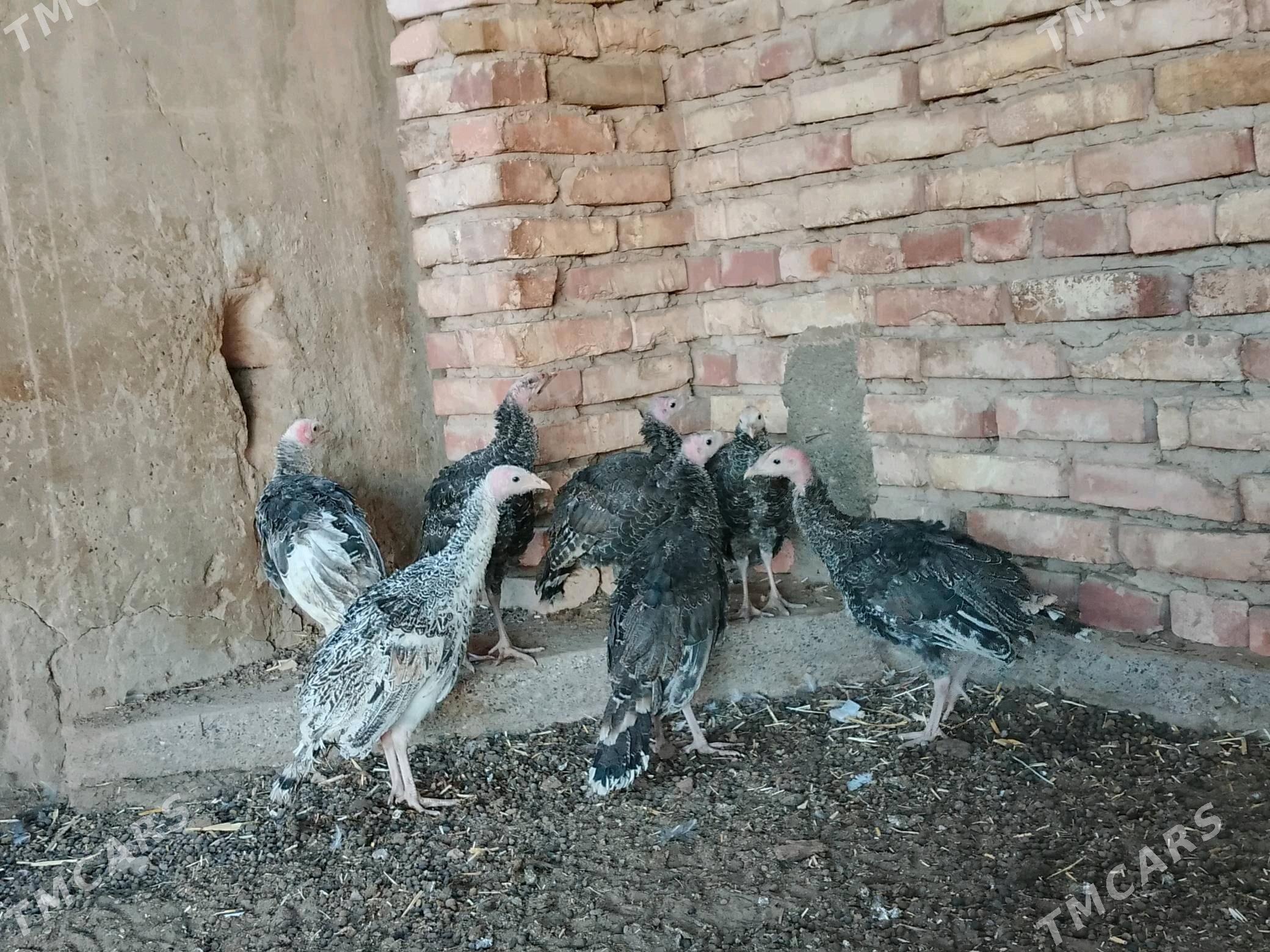 induk - Теджен - img 5