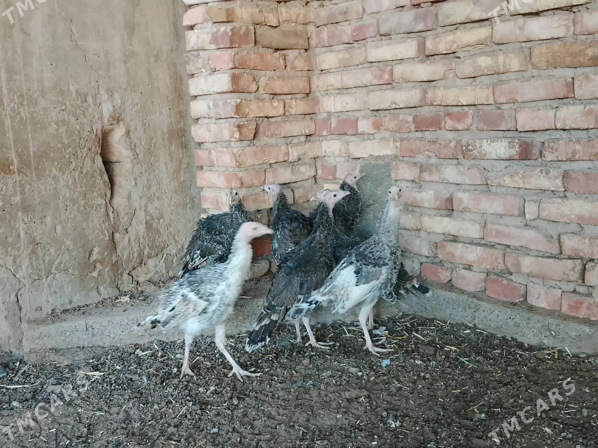 induk - Теджен - img 4