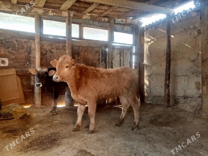 okuzçe - Гызыларбат - img 3