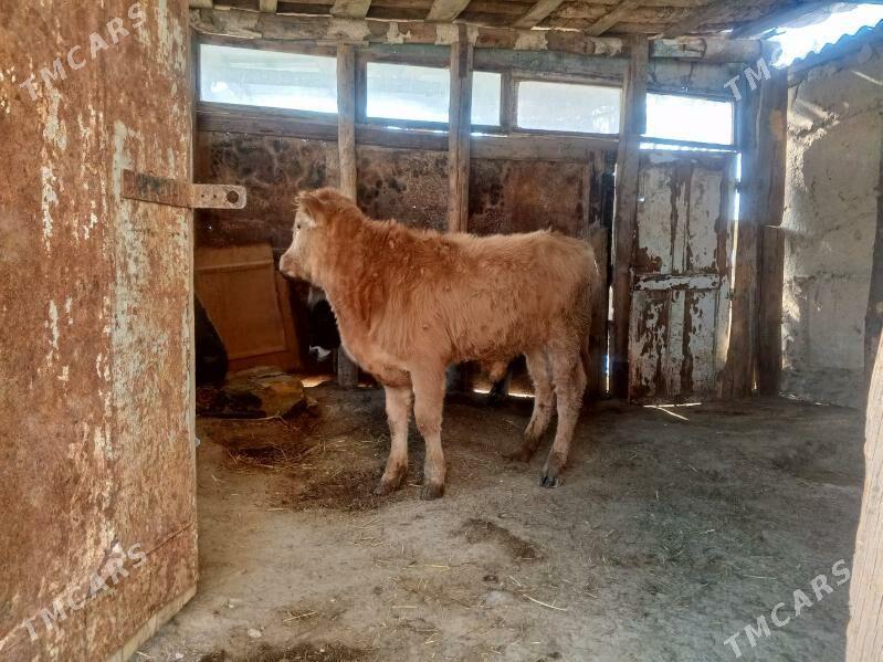 okuzçe - Гызыларбат - img 5