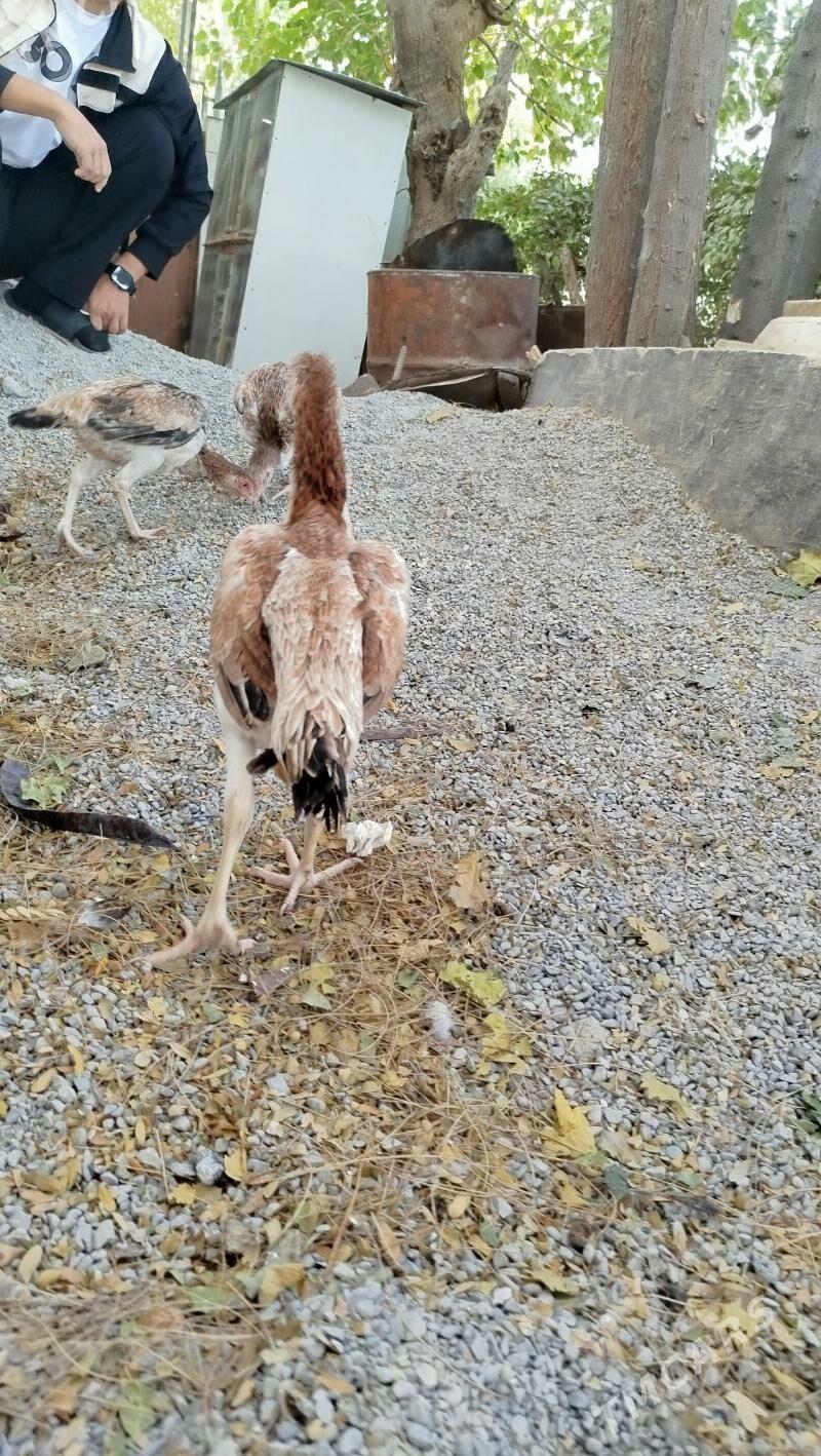 taskent maki - Hitrowka - img 2