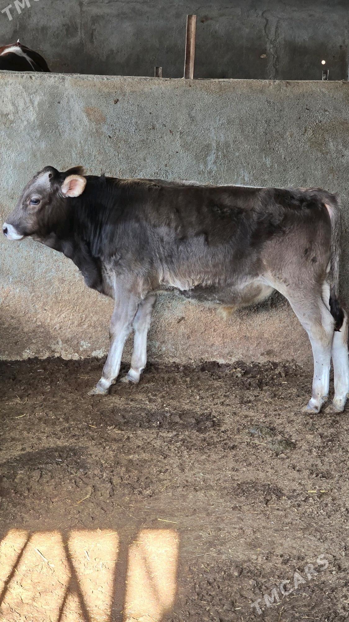 okuz - Багир - img 3