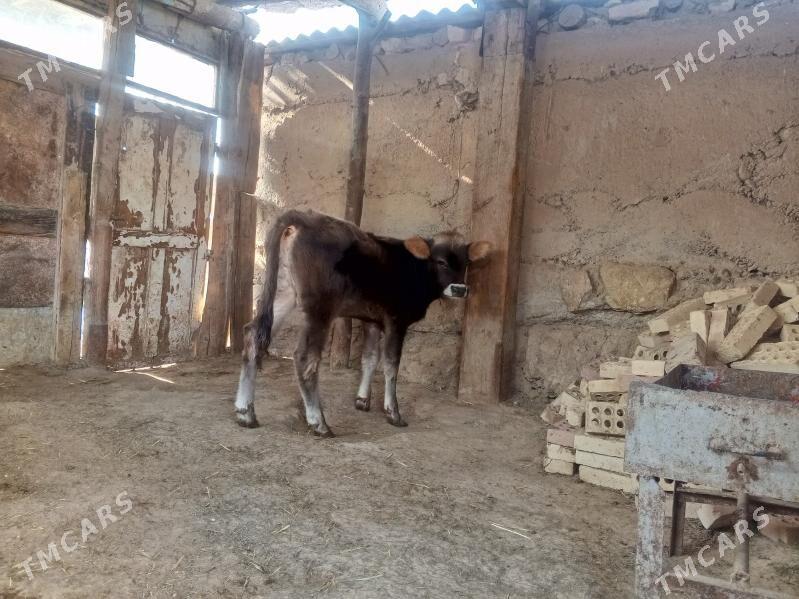 okuzçe - Гызыларбат - img 2